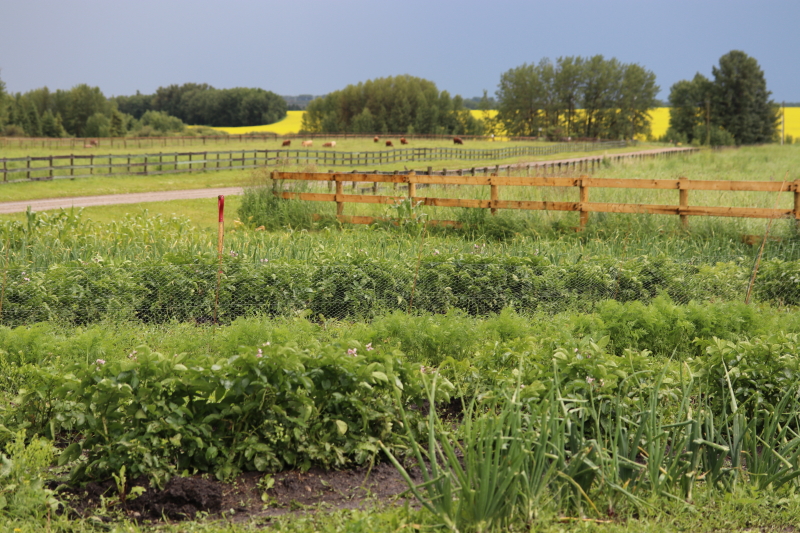 garlic goodness growing garlic near innisfail alberta